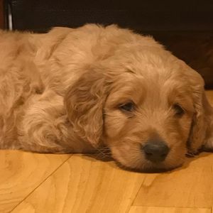 Meet your Posher, Angela